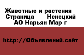  Животные и растения - Страница 12 . Ненецкий АО,Нарьян-Мар г.